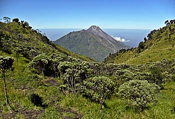 Vegetation on Mount Merbabu by Asienreisender